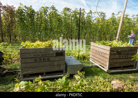 Fiori di luppolo raccolti in scatole di legno. il luppolo bines pronto per essere raccolto. Il Limburgo, Paesi Bassi. Foto Stock