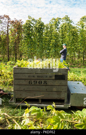 Fiori di luppolo raccolti in scatole di legno. il luppolo bines pronto per essere raccolto. Il Limburgo, Paesi Bassi. Foto Stock