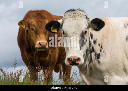 Close up colpo alla testa di una vacca Bianca sul viso e la mucca marrone dietro Foto Stock