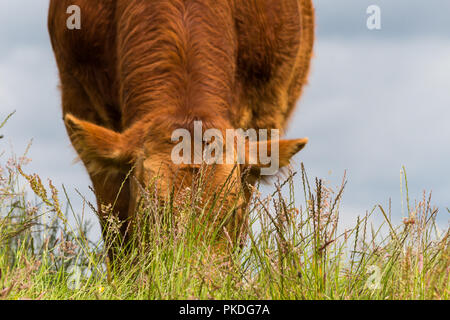 Close up di mucca marrone in piedi mangiare erba dietro erba lunga in un campo erboso, Dromara, N.Irlanda. Foto Stock