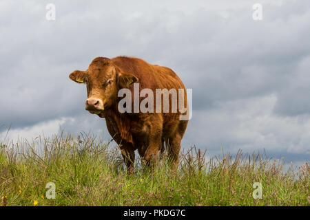 Mucca marrone in piedi in un campo erboso, Dromara, N.Irlanda. Foto Stock