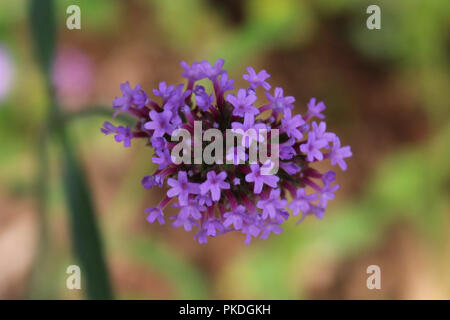 Close-up di piccoli viola boccioli di fiori Foto Stock