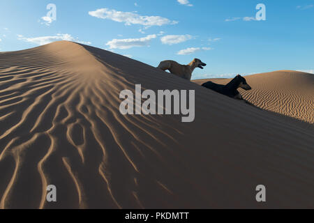 Due cani Sloughi (Arabian greyhound) poggiano sulla sommità di una duna di sabbia nel deserto del Sahara in Marocco. Foto Stock