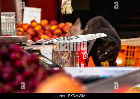 Gatto nero in stallo con la frutta fresca sul mercato Carmel di Tel Aviv, Israele Foto Stock