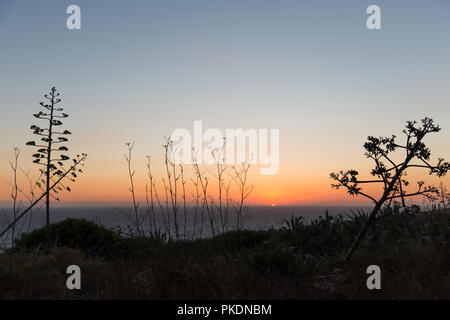 Tramonto sul Mare Mediterraneo e isola di Gozo Agave Americana Piante Foto Stock