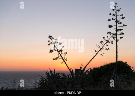 Tramonto sul Mare Mediterraneo e isola di Gozo Agave Americana Piante Foto Stock