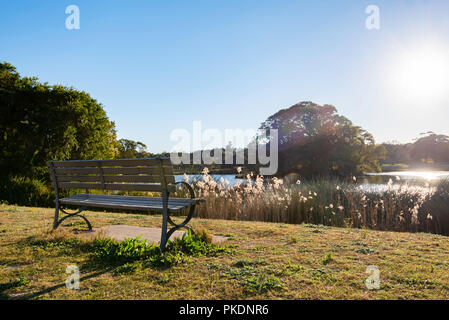 Un vuoto di una panchina nel parco del sole del mattino e si affaccia su uno dei grandi stagni in Centennial Park, Sydney Australia Foto Stock