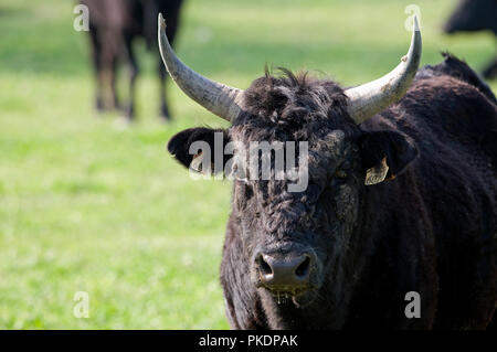 Biancheria Taureau camarguais - avec heron garde boeufs (bulbucus ibis) - Bull della Camargue - con airone guardabuoi Foto Stock