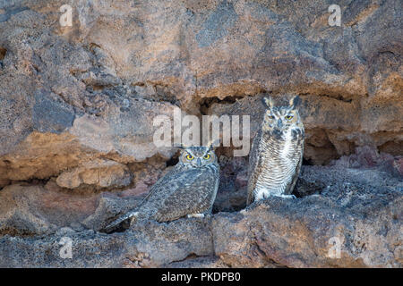 Grande cornuto gufi, (Bubo virgianus), vulcani giorno utilizzare Area, Petroglyph National Monument, Nuovo Messico, Stati Uniti d'America. Foto Stock