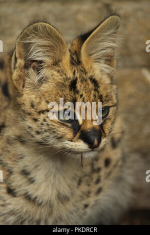 Serval gattini gatto Foto Stock