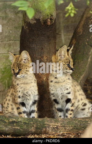 Serval gattini gatto Foto Stock