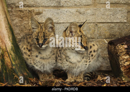 Serval gattini gatto Foto Stock