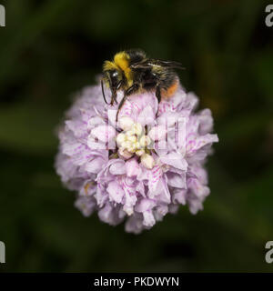 Inizio Bumble Bee, Bombus pratorum, su comuni Spotted Orchid Foto Stock