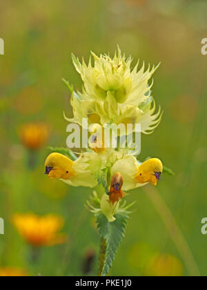 Fioritura grande sonaglio giallo ( Rhinanthus alectorolophus) hayrattle o cresta di gallo nel prato di fiori selvaggi in Ariège Pirenei, Francia Foto Stock