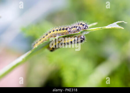 Macro shot di cavolo butterfly bruchi mangiare broccoli di foglie in un giardino. Foto Stock