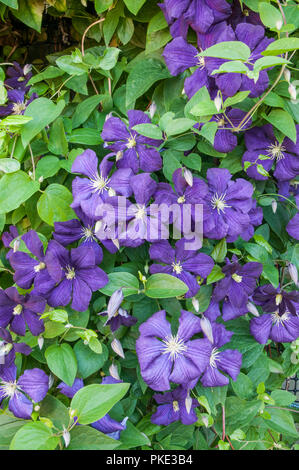 La clematide il presidente di un gruppo 2 fioritura precoce clematide arrampicata coperta con grandi fiori viola e è decidua e completamente hardy Foto Stock