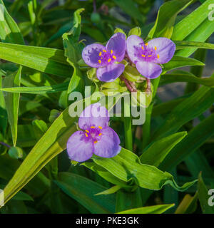 Tradescantia virginiana in un gruppo di tre fiori e boccioli.Impostare sullo sfondo di foglie. Foto Stock