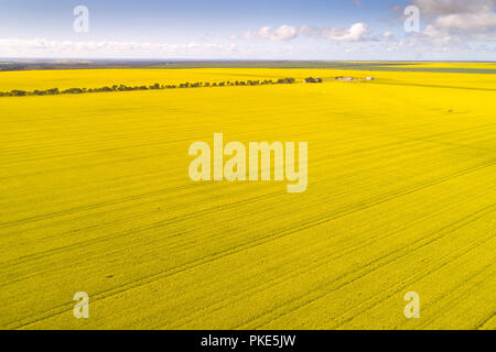 Vista aerea del campo di canola, Midwest, Australia occidentale Foto Stock