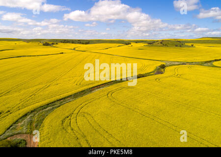 Vista aerea del campo di canola, Midwest, Australia occidentale Foto Stock