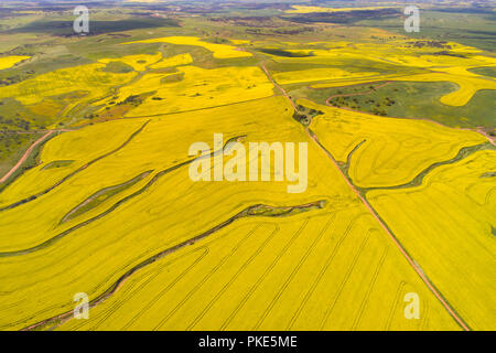 Vista aerea del campo di canola, Midwest, Australia occidentale Foto Stock