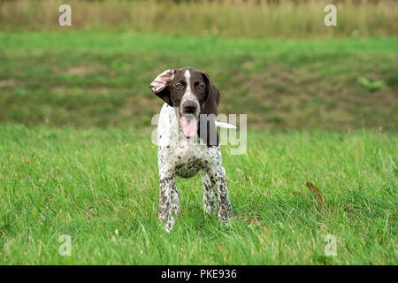 Il tedesco shorthaired puntatore, kurtshaar uno brown spotted cucciolo sorge sul campo, sullo sfondo di un burrone e verde erba, occhi guardano direttamente Foto Stock