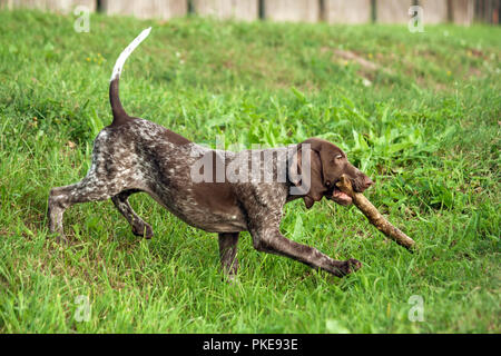 Il tedesco shorthaired puntatore, kurtshaar uno brown spotted cucciolo va giù per la collina con un bastone di denti, il corpo è disteso e piegata sotto Foto Stock