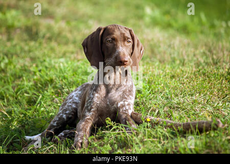 Il tedesco shorthaired puntatore, kurtshaar uno brown spotted cucciolo giace sull'erba verde accanto al bastone, nelle bocche dei pezzi di legno rosicchiato, guarda Foto Stock