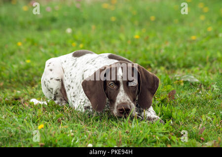 Il tedesco shorthaired puntatore, kurtshaar uno brown spotted cucciolo giace sull'erba verde nel campo, il muso è abbassata al suolo, gli occhi Foto Stock