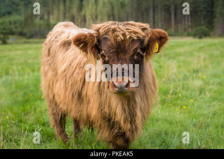 Highland scozzesi vitello bovino, Ben Nevis, Highlands scozzesi, Scotland, Regno Unito Foto Stock