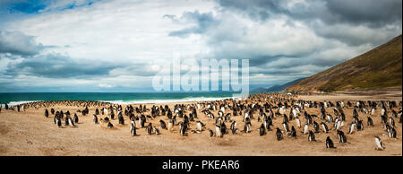 I pinguini di Gentoo (Pygoscelis papua), cucito panorama, il collo; Saunder's Island, Faulkland isole Foto Stock