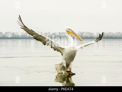 Pellicano dalmata (Pelecanus crispus) in piedi sulla riva con ali stese, il lago di Kerkini; Grecia Foto Stock