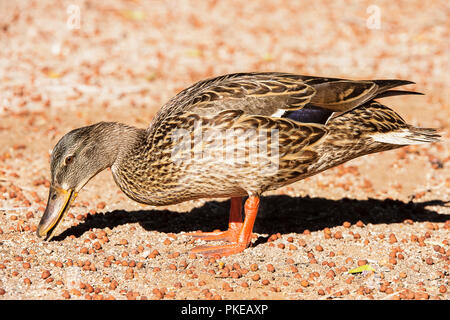 Il germano reale (Anas platyrhynchos) mangiare cibo da terra, Lake Havasu; Arizona, Stati Uniti d'America Foto Stock