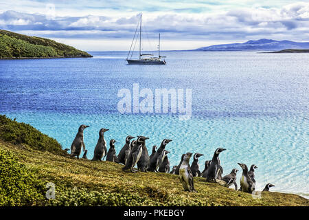 I pinguini di Magellano (Spheniscus magellanicus) sulla riva di West Point isola; West Point Island, Isole Falkland Foto Stock