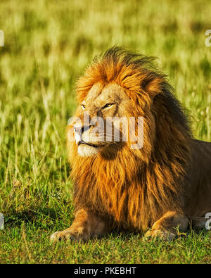 Ritratto di un maschio di leone (Panthera leo) posa sull'erba a sunrise; Kenya Foto Stock