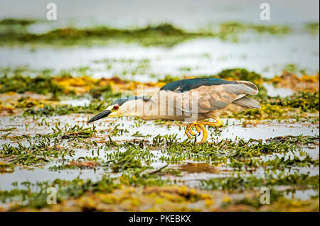 Nitticora (Nycticorax nycticorax) passeggiate in acque poco profonde; Isola di carcassa nelle Isole Falkland Foto Stock