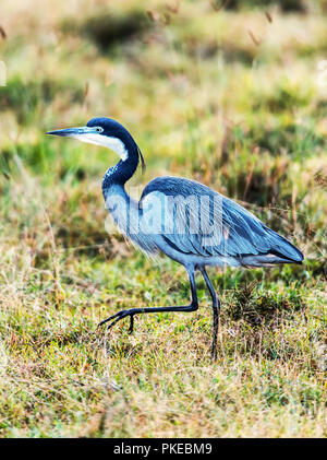 Piccolo airone cenerino (Egretta caerulea); Africa Foto Stock