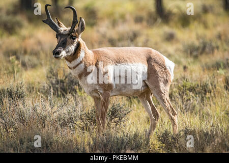 Pronghorn (Antilocapra americana); Utah, Stati Uniti d'America Foto Stock