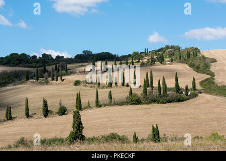 Un viale di cipressi in La Foce, vicino a Montepulciano in Val d'Orcia in Toscana Italia Europa UE Foto Stock