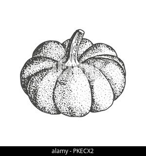 Schizzo di zucca isolati su sfondo bianco. Simbolo di autunno squash disegnati a mano il vettore. Illustrazione Vettoriale