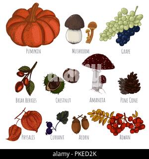 Raccolto autunnale disegnati a mano il vettore. Raccolto autunnale, zucca, funghi, uva e bacche selvatiche per il design. Illustrazione Vettoriale