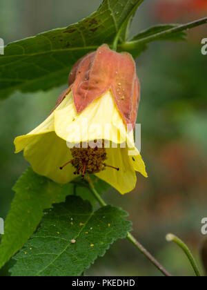 Giallo pallido petali emergere dal rosso gonfiato calyces di LAX, leggermente la parete di gara arbusto, Abutilon megapotamicum 'Ines' Foto Stock