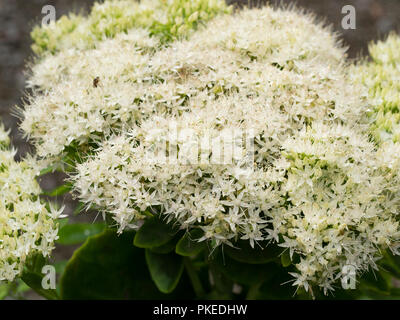 Fiori di colore bianco nella testa dell'inizio autunno fioritura piante erbacee hardy succulenti (Sedum) Hylotelephium spectabile " Iceberg ". Foto Stock