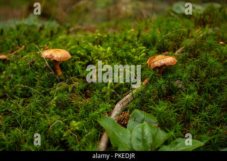 Marrone e giallo mushrrom sul verde muschio in foresta Foto Stock