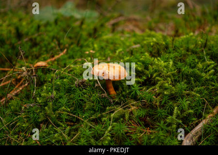 Marrone e giallo mushrrom sul verde muschio in foresta Foto Stock