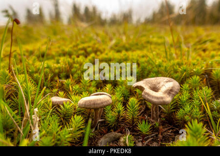 Marrone e giallo mushrrom sul verde muschio in foresta Foto Stock