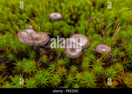 Marrone e giallo mushrrom sul verde muschio in foresta Foto Stock