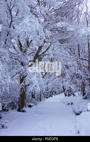 Bosco innevato a piedi, neve pesante nei boschi Foto Stock