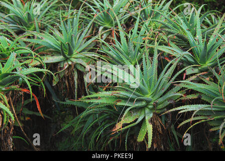 Un bel mazzo di wild piante di aloe vicino George, Sud Africa Foto Stock