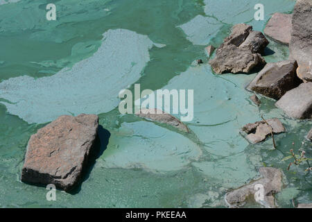 Le Alghe verdi bloom inquinamento nel lago da rocce a riva Foto Stock