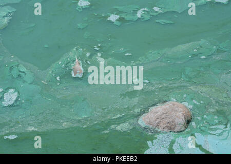 Rock e Canada Goose feather bloccato in verde fioritura di alghe inquinamento nel lago Foto Stock